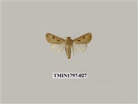 藏品(昆蟲綱)的圖片